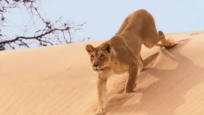 Desiertos