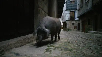 Cerdo