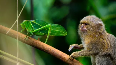 La selva