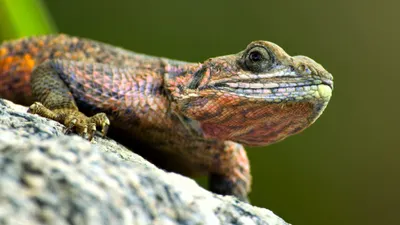 La sabana