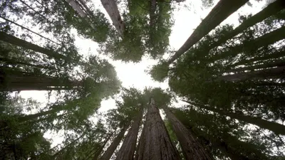 Bosques