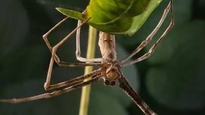 Reproduction