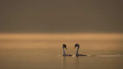 Buscar pareja