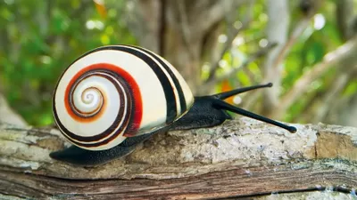 Los colores del camuflaje