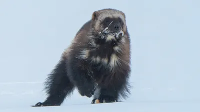 Frío