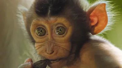 La nueva naturaleza salvaje