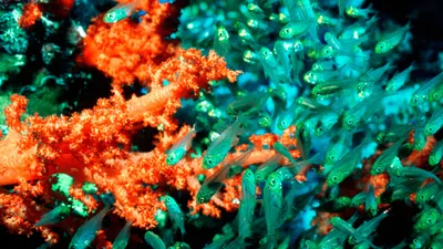 Mar de coral