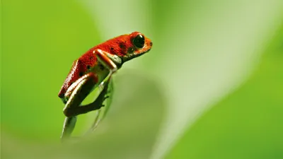 La percepción del color