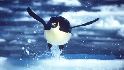 Mares de hielo